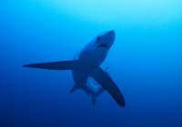 【幻のサメ】ニタリ(オナガザメ)に会える！！マラパスクア島ダイビングツアー