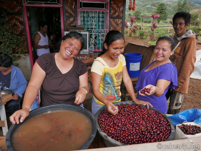 コーヒーマニアも意外と知らない？フィリピンミンダナオ島産「ダバオコーヒー」の魅力を徹底紹介！