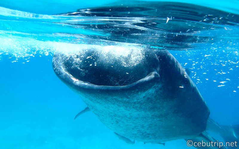 Meet and greet the gentle giants of Cebu- the Whale Sharks!
