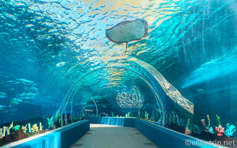 フィリピン最大級の水族館セブ オーシャンパーク（Cebu Ocean Park）