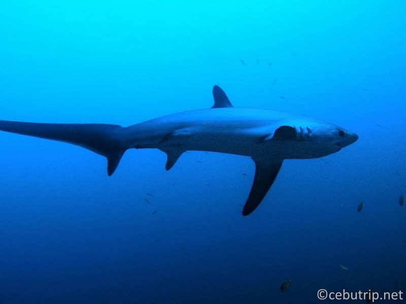 MONAD SHOAL: Malapascua is where the infamous thresher sharks gather.