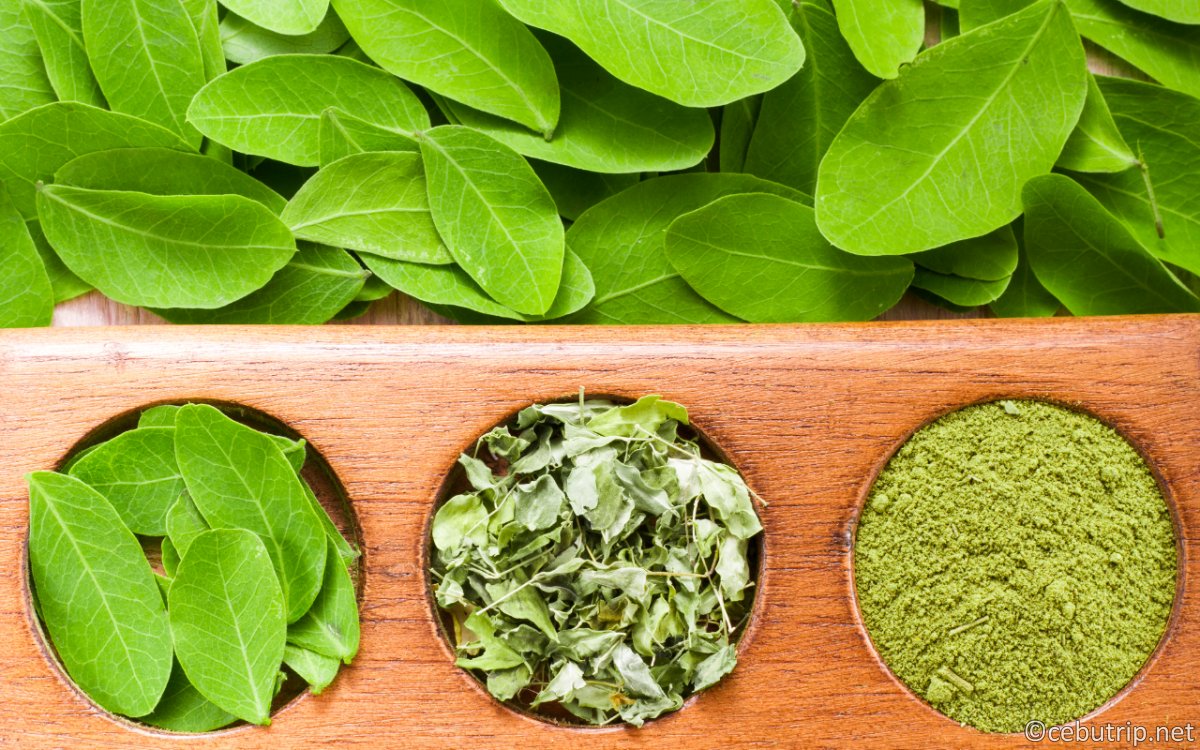 近藤あや体験！セブ島ベルスパのモリンガセラピー｜1人でも送迎無料＆限定特典付