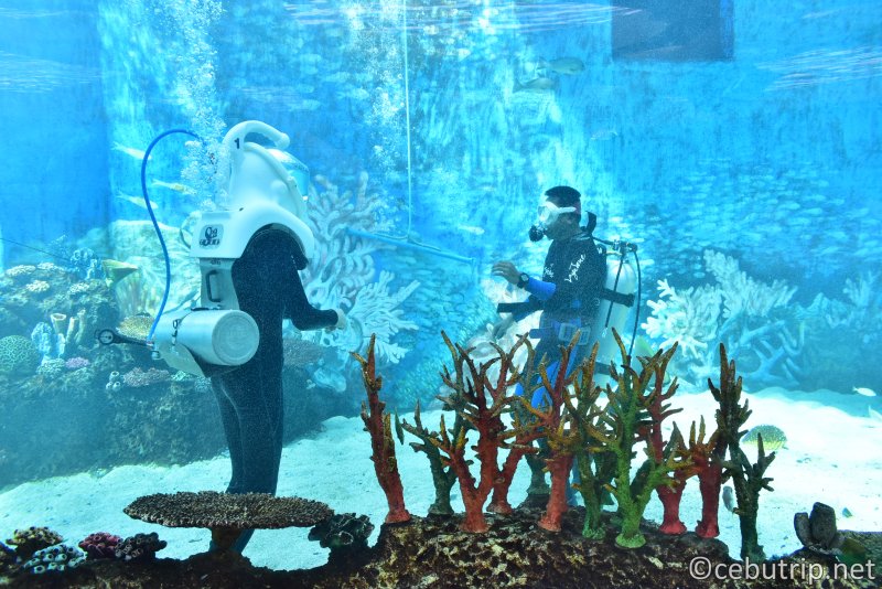 フィリピン最大級の水族館がセブにNEW OPEN!!Cebu Ocean Park