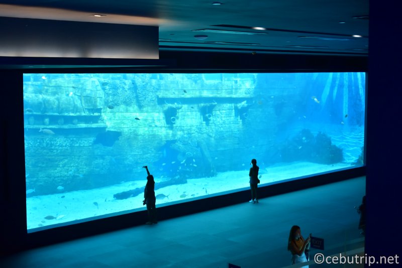 The Largest Oceanarium in the Philippines Opens in Cebu!!