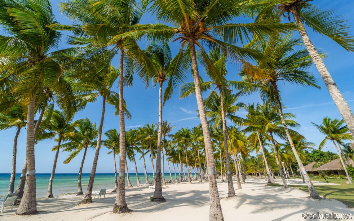 ボホールビーチクラブのホワイトビーチと美しいプライベートビーチ