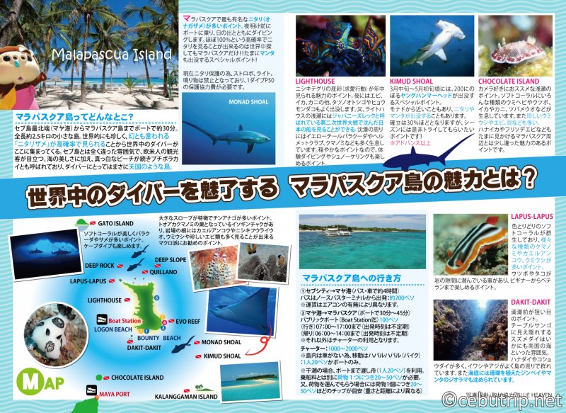 There's a 100% possibility to spot thresher sharks in Malapascua island!!