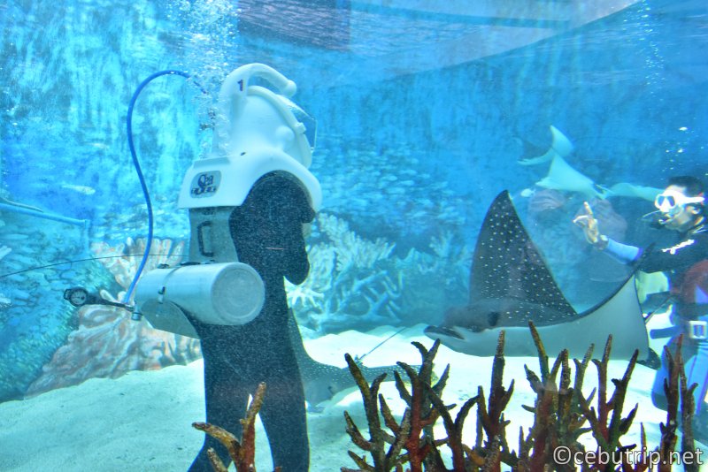 The Largest Oceanarium In The Philippines Opens In Cebu Cebutrip