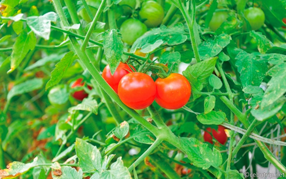 セブ島ウェルネス|アーシングと天然カカオ・幻の塩を巡るリトリート旅