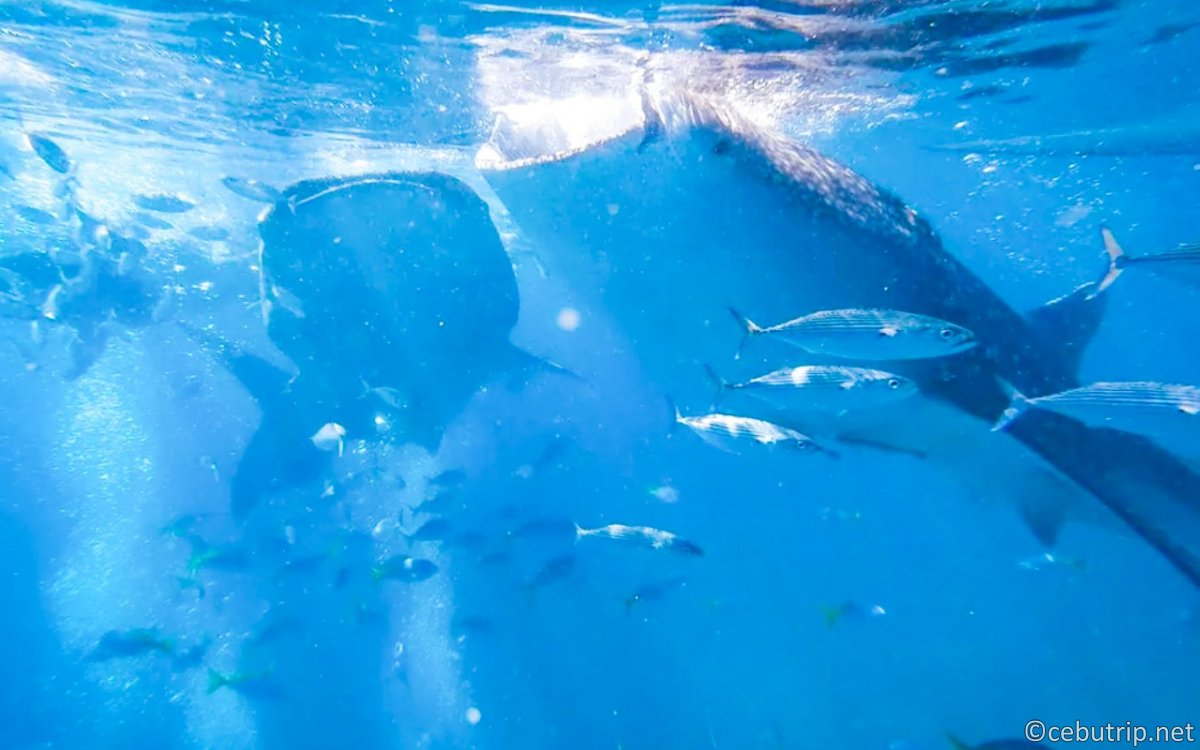【セブ島旅行】早朝ジンベエザメ&楽園スミロン島!欲張りアクティビティ徹底ガイド