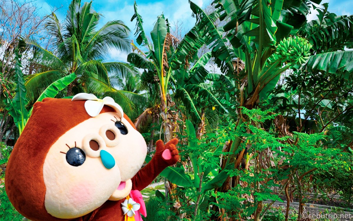 自然豊かな1島1リゾートの小さな島。癒しの楽園「バディアンアイランドウェルネスリゾート」