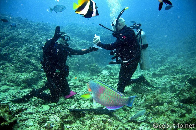 The most popular package tour in Cebu âExperience Divingâ + âSnorkelingâ + âYakinikuâ + âSpaâ is a great package tour!