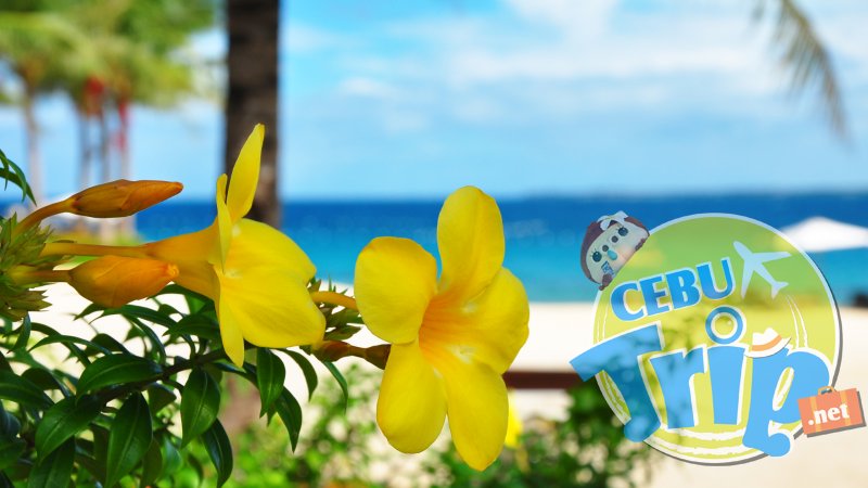 【zoomバーチャル背景対応】セブ島（CEBU Island）花とビーチ