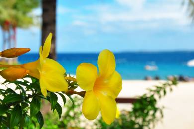 【zoomバーチャル背景対応】セブ島（CEBU Island）花とビーチ